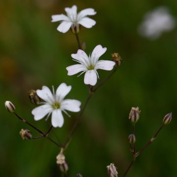 Gypsophila repens Wit - Kruipend gipskruid