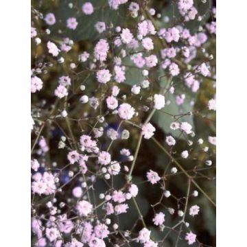 Gypsophila Rosenschleier - Bruidssluier