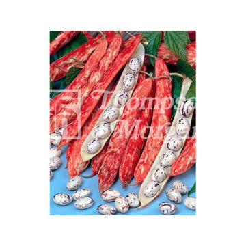 Stokboon Borlotto Lingua di Fuoco