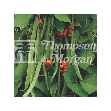 Pronkboon Benchmaster