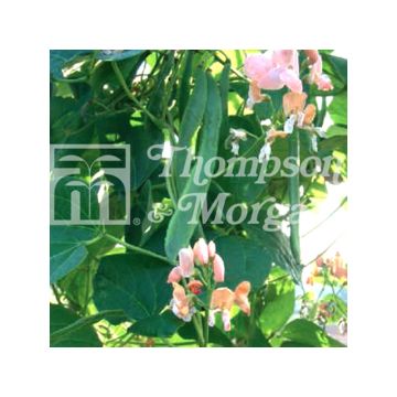 Pronkboon Celebration