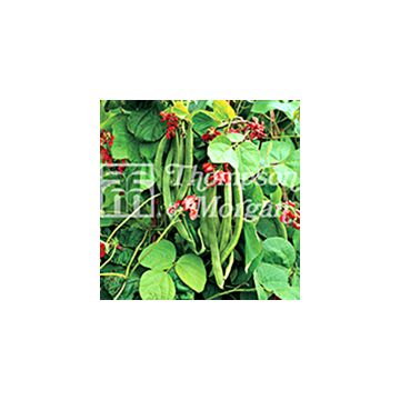 Pronkboon Wisley Magic