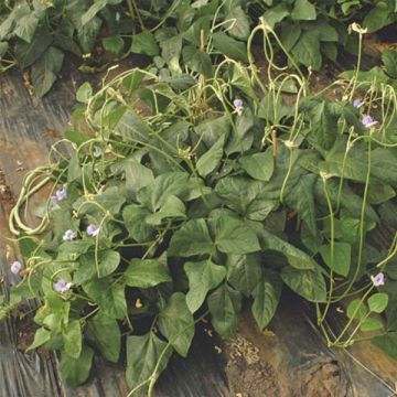 Kousenband Metro Nano dwergvorm