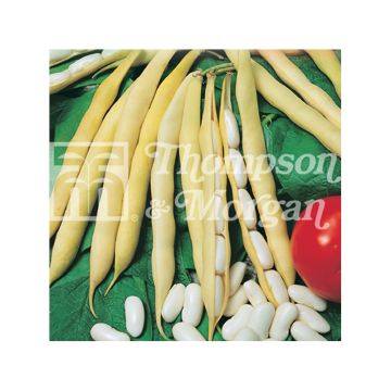 Witte stamboon Impero Bianco