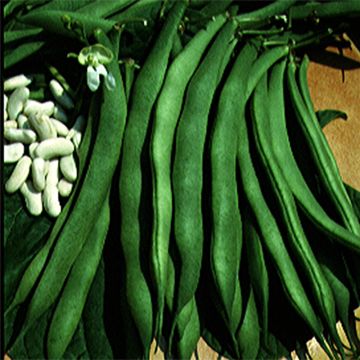 Zwitserse witte Lingot-boon BIO - Ferme de Sainte Marthe