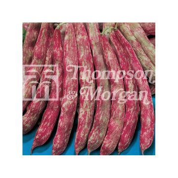 Stamslaboon Splendido