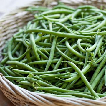 Stamslaboon Dominal (zaad)