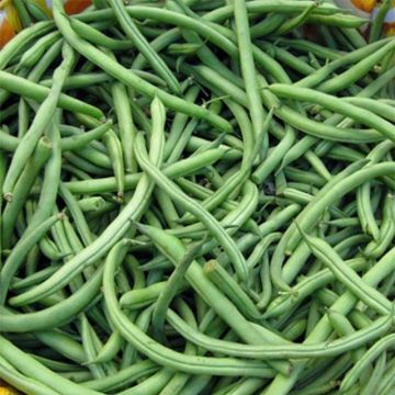 Stamslaboon Sansoucy