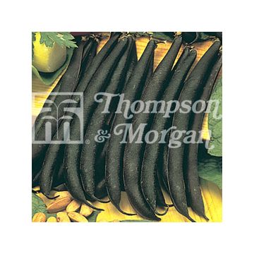 Stamslaboon Purple Teepee