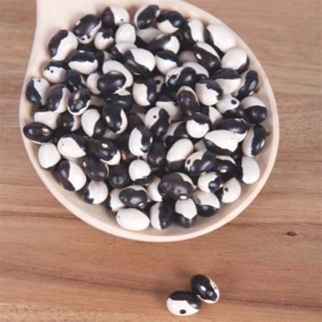 Stamslaboon Starazagorski