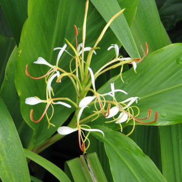 Hedychium spicatum - Gemberlelie