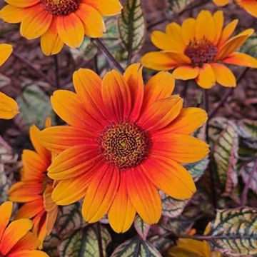 Heliopsis helianthoides Orange Marble - Valse zonnebloem