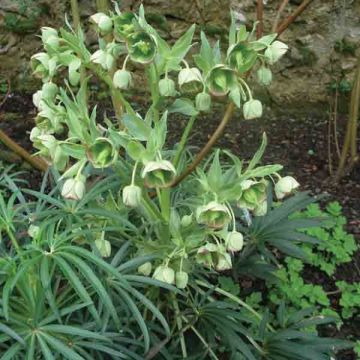 Helleborus foetidus - Stinkend nieskruid