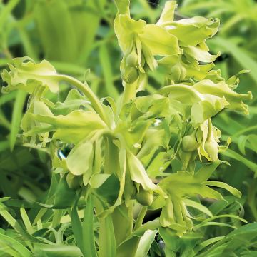 Helleborus foetidus Yellow - Stinkend nieskruid