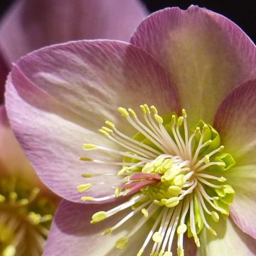 Helleborus glandorfensis HGC Ice N' Roses Pink - winterroos