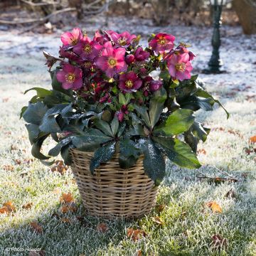 Helleborus glandorfensis Ice N' Roses Red - winterroos