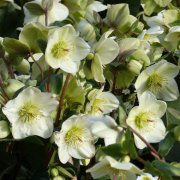 Helleborus glandorfensis Ice N' Roses White - winterroos