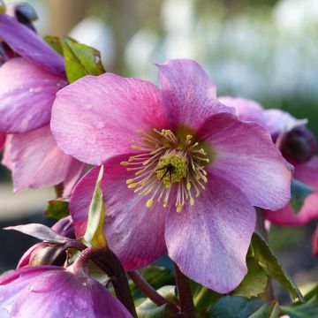 Helleborus niger orientalis - Kerstroos