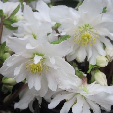 Helleborus niger Double Fashion - Kerstroos