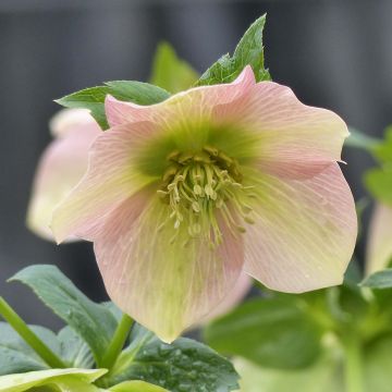 Helleborus Apricot - Lenteroos apricot Helleborus Apricot - Lenteroos apricot