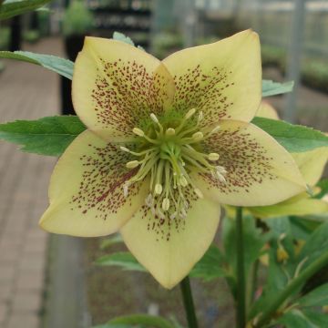 Helleborus Apricot guttatus - Lenteroos apricot gespikkeld