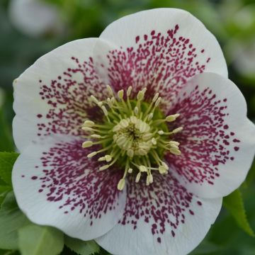 Helleborus White guttatus - Lenteroos wit gespikkeld
