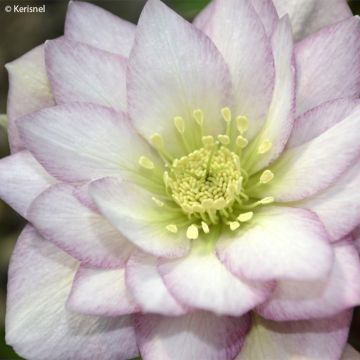 Helleborus Double Pink - Lenteroos dubbel roze