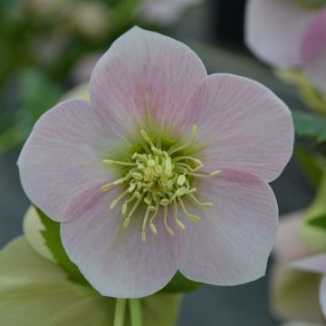 Helleborus Pink - Lenteroos roze