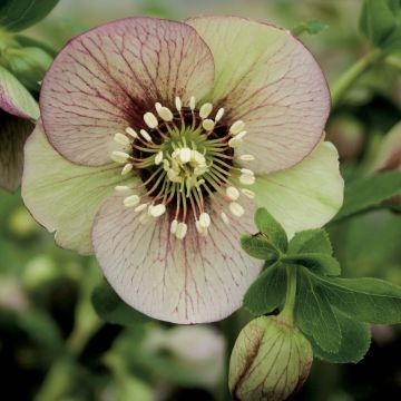 Helleborus Picotee - Lenteroos