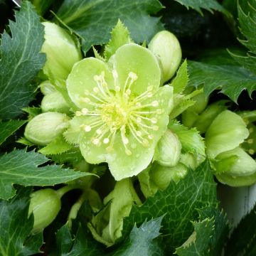 Helleborus sternii Boughton Beauty - Kerstroos