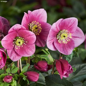 Helleborus lemperii HGC Winter Ballet Lulu