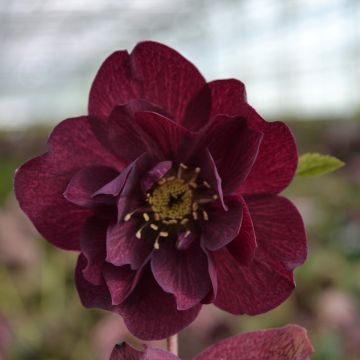 Helleborus ViV Isabella BIO - Lenteroos