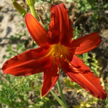 Hemerocallis Flambeau - Daglelie