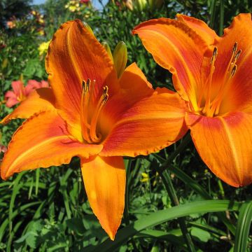 Hemerocallis Burning Daylight - Daglelie