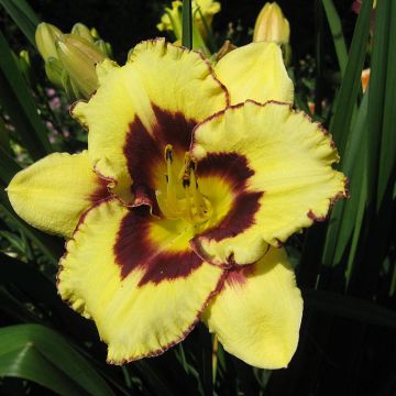 Hemerocallis El Desperado - Daglelie