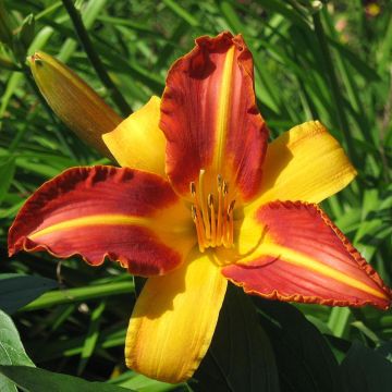 Hemerocallis Frans Hals - Daglelie