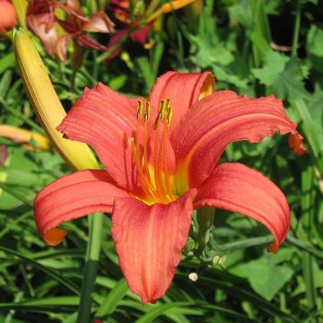 Hemerocallis Pink Damask - Daglelie