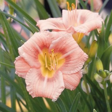 Hemerocallis Everydaylily Roze - Lis d'un jour