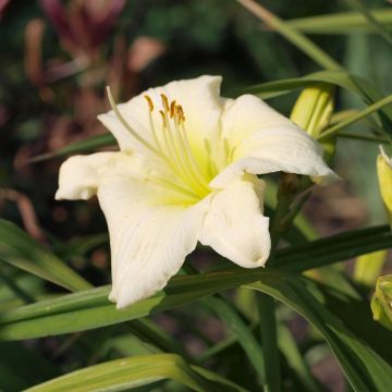 Hemerocallis Joan Senior - Daglelie