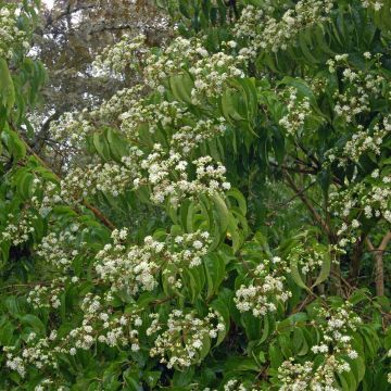 Heptacodium miconioides - Zevenzonenboom