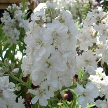 Hesperis matronalis Flore Pleno - Damastbloem