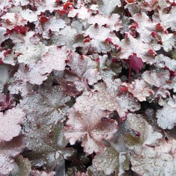 Heuchera Black Beauty - Purperklokje