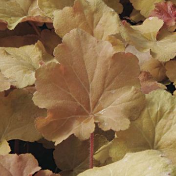 Heuchera Caramel - Purperklokje
