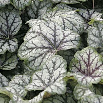 Heuchera Green Spice - Purperklokje