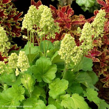 Heuchera Little Cutie Blondie in Lime in pot - Purperklokje