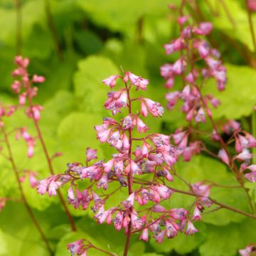 Heuchera Little Cuties Sweet Tart - Purperklokje