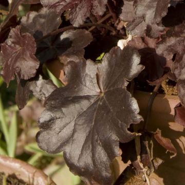 Heuchera Obsidian - Purperklokje