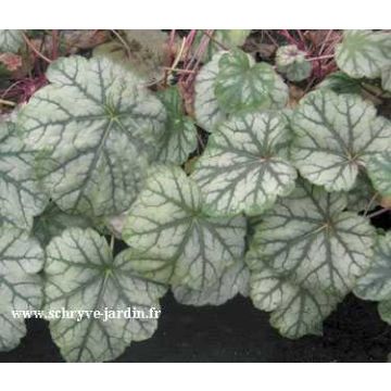 Heuchera Mint Frost - Purperklokje