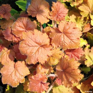 Heuchera Kassandra - Purperklokje