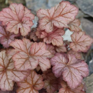 Heuchera Pinot Gris - Purperklokje